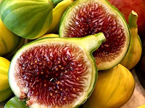 1 Fig 'Panache' - Delicious Taste - Fruit Live Plant by Unknown