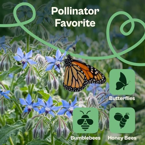 SVI 250 Blue Borage Seeds (Borago officinalis) – Starflower Seed Packets, Heirloom Annual Herb with Edible Blue Flower Seeds for Pollinator Garden, Raised Beds, Containers & Outdoor Flower Garden - Image 4