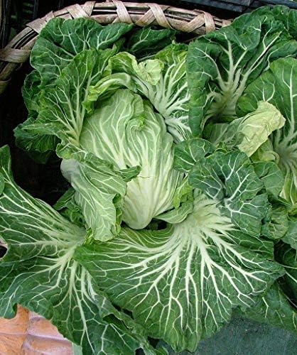 Portuguese Kale Seeds (Couve tronchuda) Portuguese Cabbage, Sea Kale (1 oz Seed) by Unknown