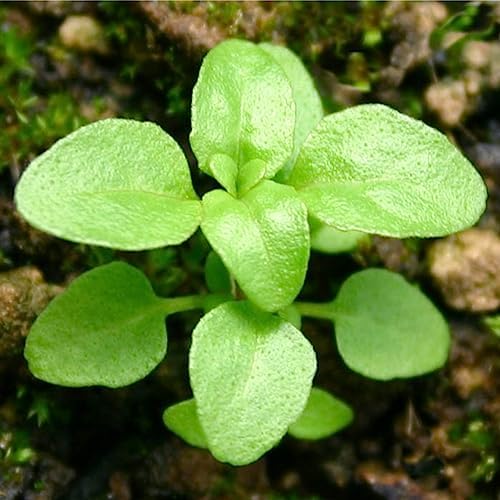 Seed Needs Pennyroyal Mint Seeds to Plant an Herb Garden - 1 Pack - Image 4