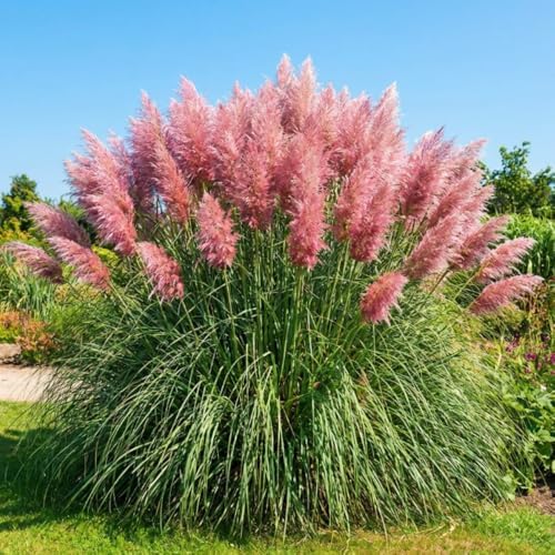 100 + Pink Pampas Grass Seeds for Planting, Garden Grasses - Image 2