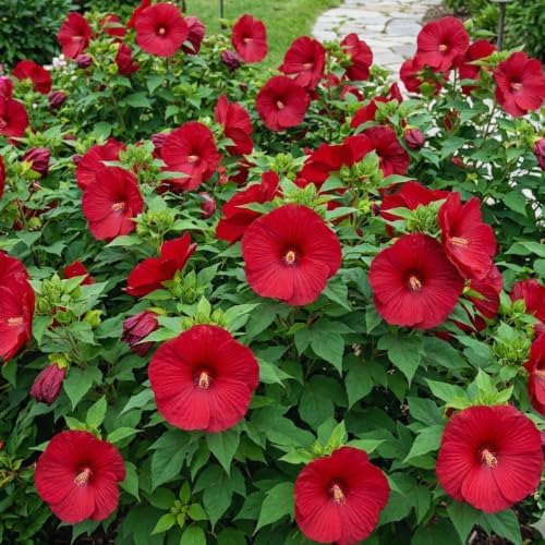 2 Red Hibiscus Flower Live Plants, Blooming Garden Shrub, 4-6 Inch Tall - Image 5