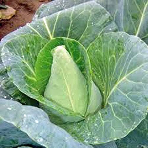 Cabbage Seed, Early Jersey Wakefield, Heirloom, Non GMO, 100 Seeds, Tasty Healthy Veggie - Image 2
