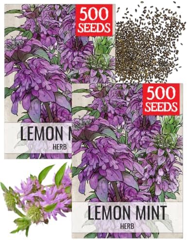 Seed Needs Lemon Mint Seeds to Plant an Herb Garden - 2 Packs by SeedNeeds