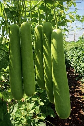 10 Seeds Indian Extra Long Bottle Gourd Hybrid F1 Lauki - Opo - Cucuzzi – Non‑GMO Asian Calabash Melon Squash for Home Garden for Planting Lagenaria siceraria 16"-18" by Unknown