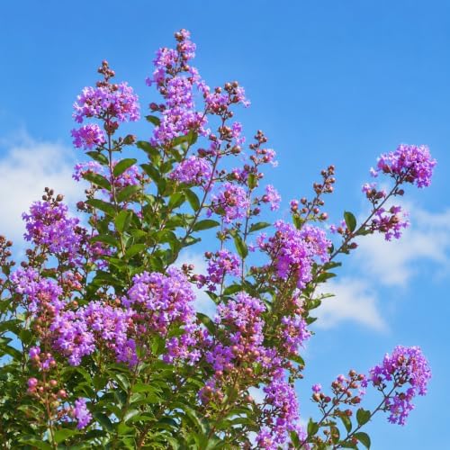 Lavender Muskogee Crape Myrtle Tree - 12-18" Tall - Gallon Pot - Image 5