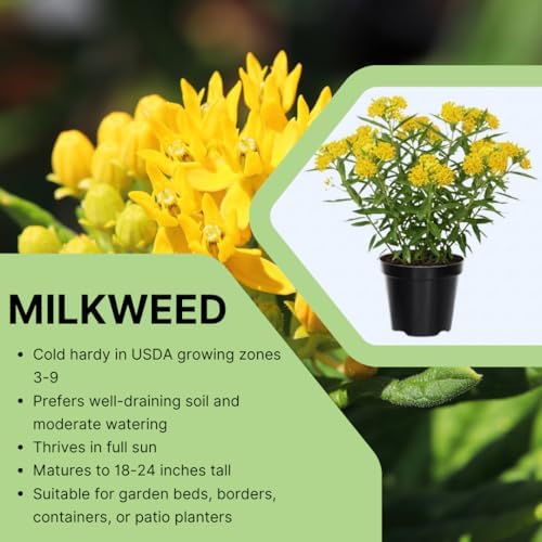 2 Yellow Milkweed Live Plants, Native Flower Plant, 5-8 Inch Tall - Image 4