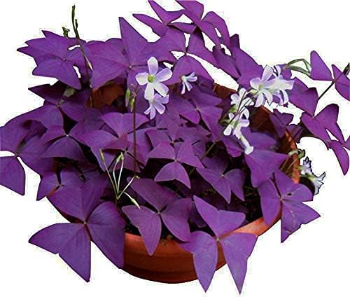 12PCS Purple Shamrocks Bulbs Good Luck Plant Purple Oxalis Bulbs for Planting Grows Indoor or Outdoor Oxalis Triangularis Bulb The Novice by Ficoszo