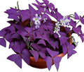 12PCS Purple Shamrocks Bulbs Good Luck Plant Purple Oxalis Bulbs for Planting Grows Indoor or Outdoor Oxalis Triangularis Bulb The Novice by Ficoszo