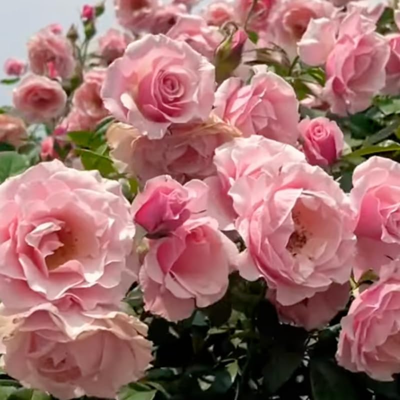 Pink Climbing Roses Live Plants, Fragrant Starter 5-9" Tall - Image 4