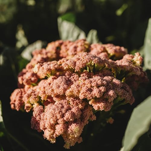 Purple of Sicily Cauliflower - 100 Cauliflower Seeds, Thresh Seed Co. - Image 5