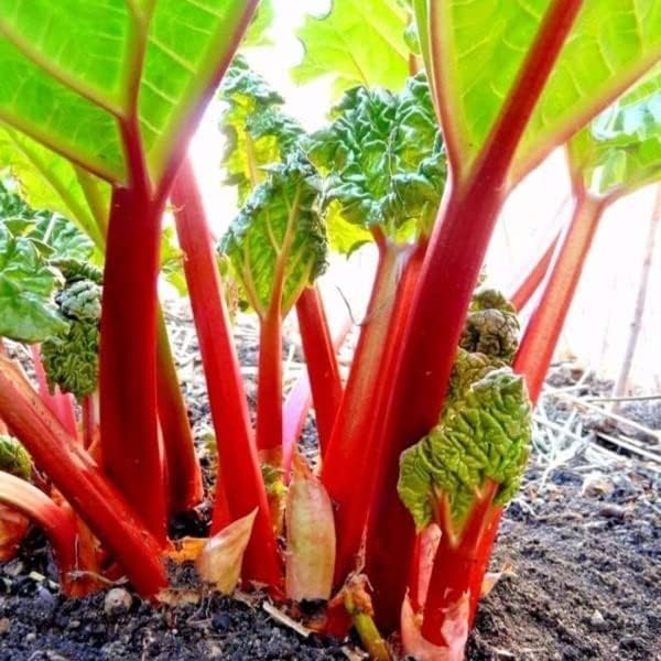 Votaniki Victoria Rhubarb Crown - Perennials, Bulk & Wholesale Rhubarb Crown Ready to Plant | Easy to Grow, Comes Back Every Year (1 Pack) by Votaniki