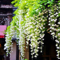 Weeping Jasmine Seeds (300 PCS) – Fragrant Cascading White Flowers, Climbing & Trailing Ornamental Vine, Non-GMO Flower Seeds for Garden, Balcony & Pergola Planting by BuggyBeds