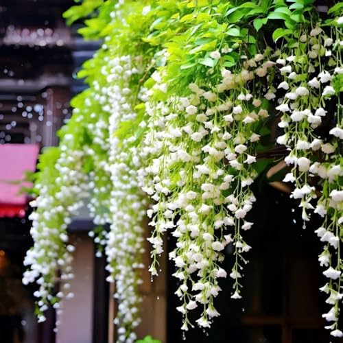 Weeping Jasmine Seeds (300 PCS) – Fragrant Cascading White Flowers, Climbing & Trailing Ornamental Vine, Non-GMO Flower Seeds for Garden, Balcony & Pergola Planting by BuggyBeds