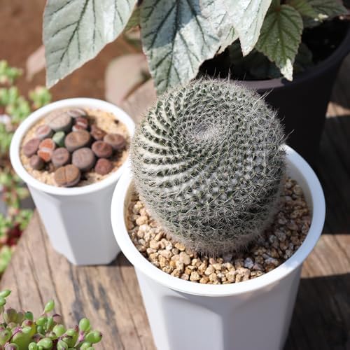 10 Pack 5.30 Inch White Plastic Deep Nursery Flower Pots and Seedling Planter for Succulent, Cutting, Transplanting - Image 5