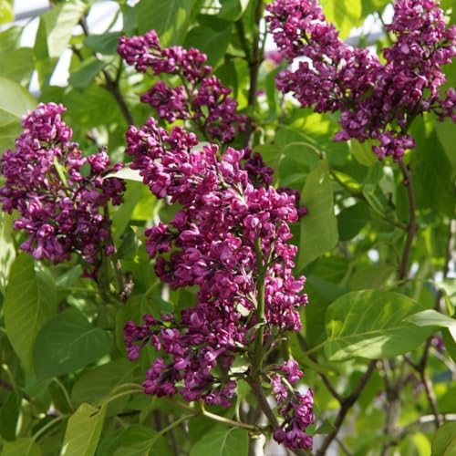 Purple Lilac Plant, Fragrant Syringa Flower Starter Plant, 6-8 Inch Tall - Image 4