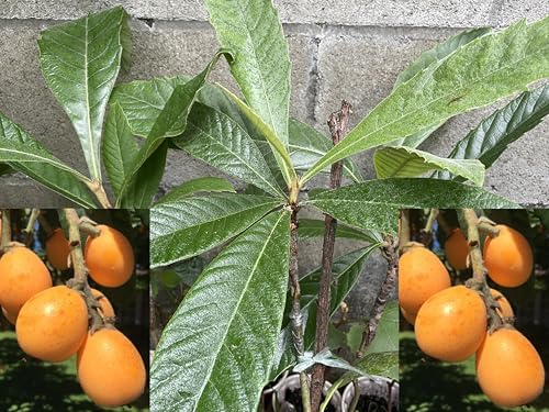 1 Grafted Perennial Golden Loquat Fruit Live Seedling Tree,Japanese Plump Live Tree App. 25" by Unknown