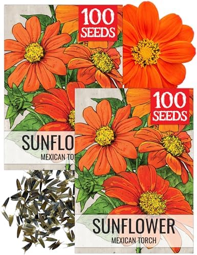 Seed Needs Mexican Sunflower Seeds to Plant Cut Flowers - 2 Packs by SeedNeeds