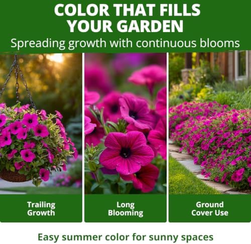 HOME GROWN Wild Petunia Seeds for Planting, 6,000 Seeds, Petunia violacea - Image 4