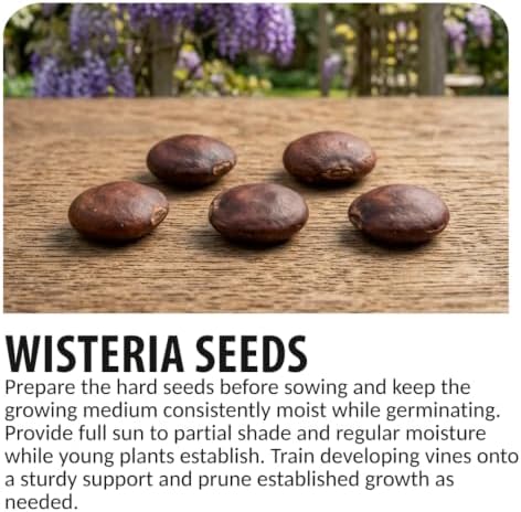 5 American Wisteria Seeds | Wisteria Frutescens Native Flowering Vine - Image 6
