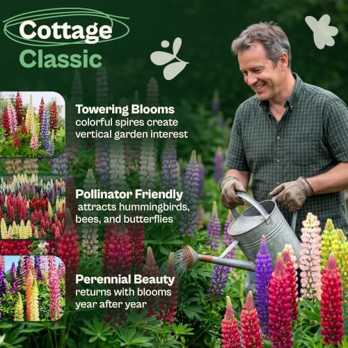 SVI 350 Mix Russell Lupine Seeds (Lupinus polyphyllus) – Heirloom Perennial Lupine Seed Packets, Wildflower Seed Mix – Cut Flower Seeds for Flower Garden, Borders & Meadow Planting Outdoors - Image 3