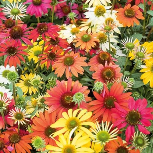285+ Echinacea Coneflower Seeds for Planting Outdoor Drought-Tolerant Perennial Native Wildflower Seeds for Natural Gardens - Image 3
