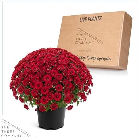 Chrysanthemum - Red Blooms, Live Fall Flowering Perennial, 15" Tall by 12" Wide in 3 Qt Pot - Image 6