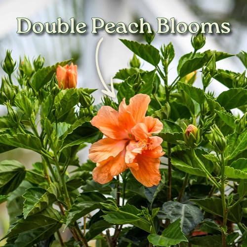 Braided Live Hibiscus Tree - Double Peach Flower - Tropical Plants of Florida - Overall Height 38" to 44" (Plant Only) - Image 2