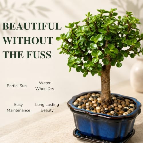 Jade Bonsai Tree Live Plant, Easy Care Indoor Succulent Houseplant - Image 3