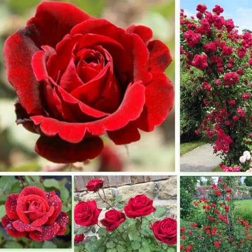 Red Don Juan Rose Live Plant, Hardy, 5-10 Inch Tall - Image 2