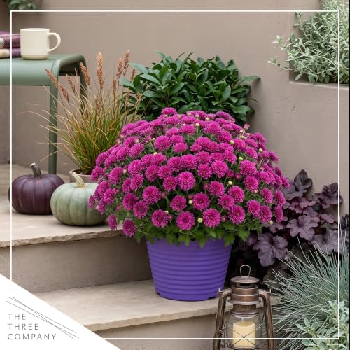 Chrysanthemum (Color Match Deco Pot), Purple Blooms, Live Fall Flowering Perennial, 15" Tall by 12" Wide in 3 Qt Pot - Image 6