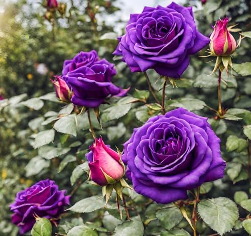 Bonsai Germany Rare Purple Roses 30Pcs Dragon Rose Heirloom Seeds - Image 5
