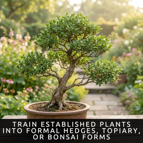 30 Chinese Boxwood Seeds | Evergreen Shrub Seeds for Planting - Image 5