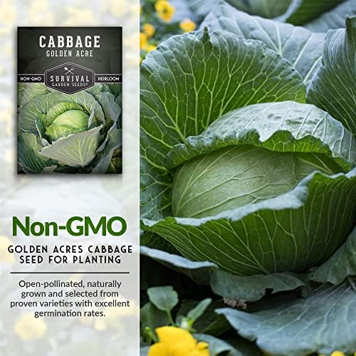 Golden Acre Cabbage Seeds for Planting – Survival Garden Seeds (2 Pack) - Image 3