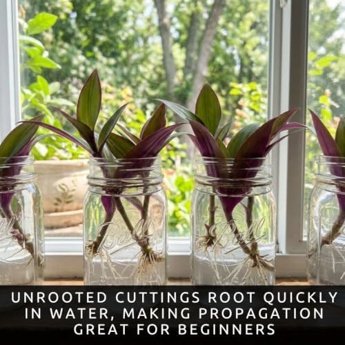 5 Jamaican Tradescantia Cuttings – Live Trailing Houseplant Starters - Image 4