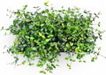 Asiatic Jasmine Live Plants, 3 inch Pot, Evergreen Ground Cover 18 Count by RogersPlantNursery