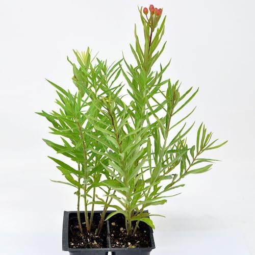 Asclepias tuberosa, Butterfly Weed, Orange Milkweed,native, Cnt Sz: 2-Pack by WinterGreenhouse