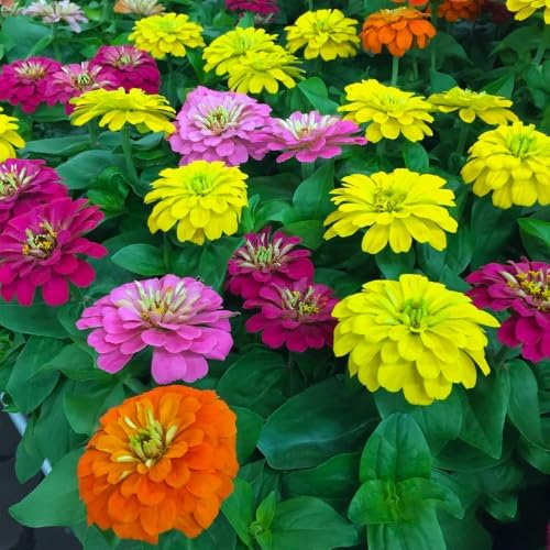 1300+ Mix Zinnia Seeds for Planting - Heat & Drought Tolerant,Ideal for Borders, Beds, and Container - Attracts Bees and Butterflies - Image 4