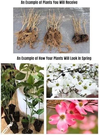 White Kousa Dogwood Tree Live Plant, Ornamental Tree, 6-12 Inch Tall - Image 4
