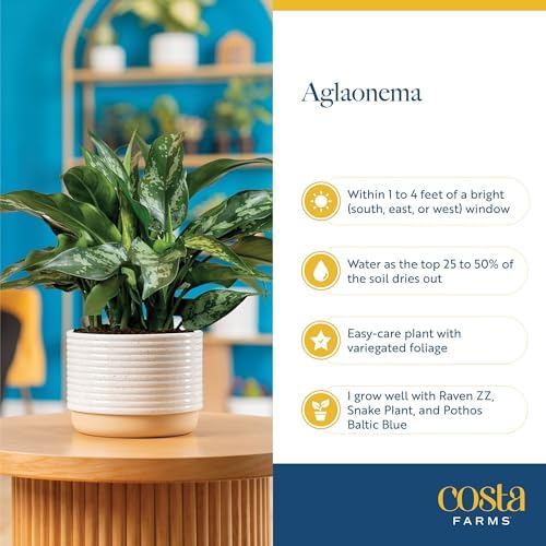Costa Farms Chinese Evergreen, Live Indoor Plant, Easy Care, Home Decor - Image 5