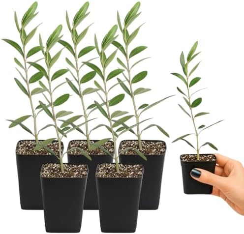 Olive Tree Live Plant, Dwarf Bonsai Starter, Indoor, 2in Pot, 5-Pack - Image 3