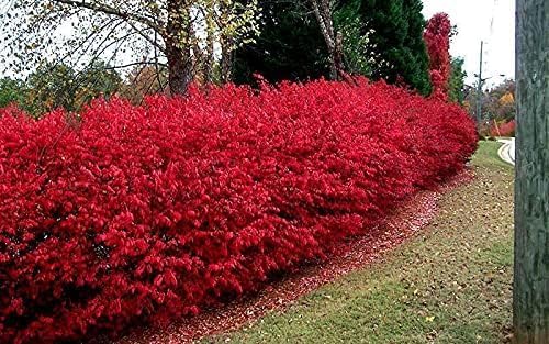 Dwarf Burning Bush - 6-12 Inch Tall Live Plant - 2.5" Pot - Image 6