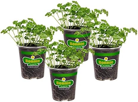 Bonnie Plants Curled Parsley Live Herb Plants - 4 Pack, Biennial, Non-GMO, Garnish, Seasoning, Salads, Palate Cleanser by BonniePlants