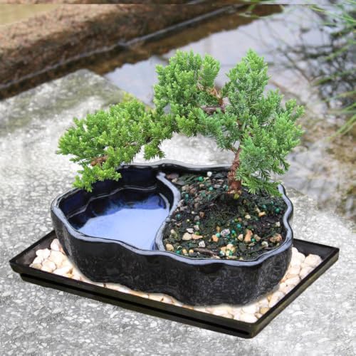 Brussel's Bonsai - Small Juniper Live Bonsai Tree with Tray, Indoor Plant - Image 6