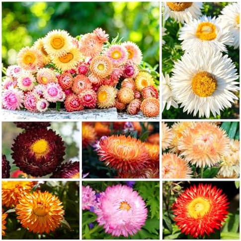 2500+ Mixed Strawflower Seeds for Planting - Non-GMO Heirloom Seeds, Drought Tolerant, Attracts Pollinators, Ideal for Pots, Cut Flower Garden, Dried Arrangements & Crafts by WivolibeSeeds