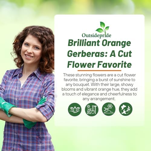 Outsidepride Pastel Orange Gerbera Seeds - 10 Pcs Perennial, Compact & Low Maintenance, Flower Seeds for Planting w/Vibrant Orange Blooms, Ideal for Garden Landscaping & Cut Flower Arrangements - Image 6
