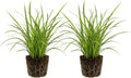 2 Aztec Grass Plants Live - Muscari Liriope Plant, 4-8" Tall (No Pot), Easy Care Ornamental Grass Plant, Low Maintenance Decorative Grasses, for Garden Borders & Landscape Accents by GINGERGLOW