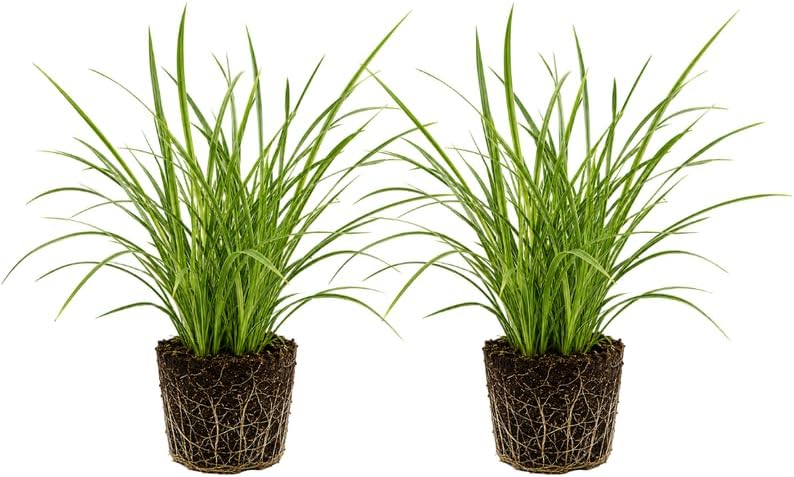 2 Aztec Grass Plants Live - Muscari Liriope Plant, 4-8" Tall (No Pot), Easy Care Ornamental Grass Plant, Low Maintenance Decorative Grasses, for Garden Borders & Landscape Accents by GINGERGLOW