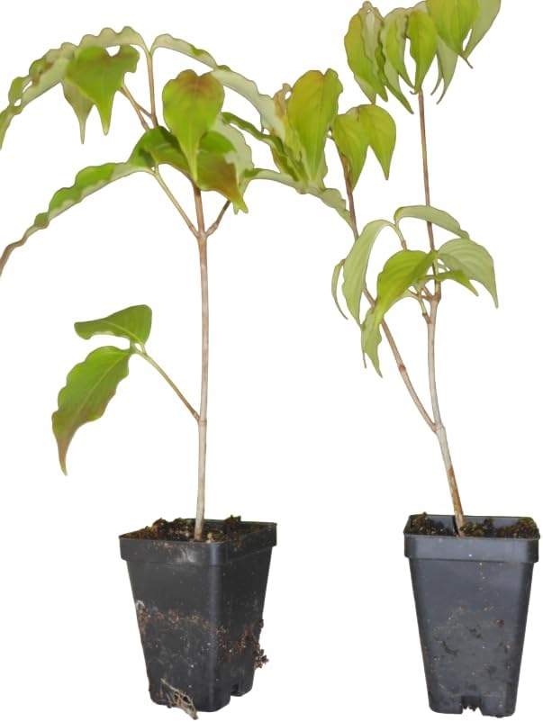 Pink Dogwood Tree Live Plant Dogwood Flowers Shurb Deciduous Dogwoods Small Trees, 6-12" Tall Qt Pot - Image 2