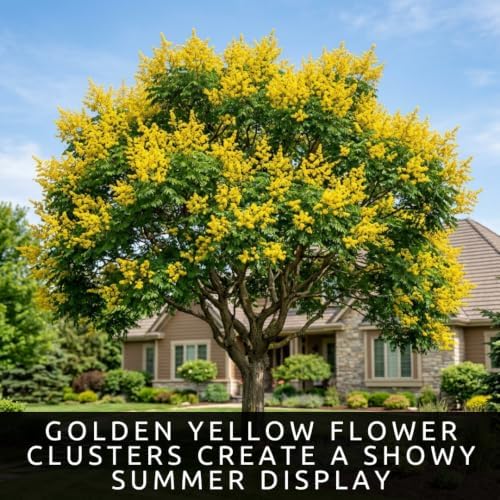 30 Golden Rain Tree Seeds | Koelreuteria Bipinnata Seeds for Planting - Image 2